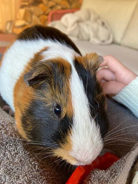 Driekleurige cavia die geaaid wordt