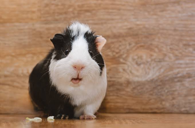 Zwart-witte cavia op een houten vloer