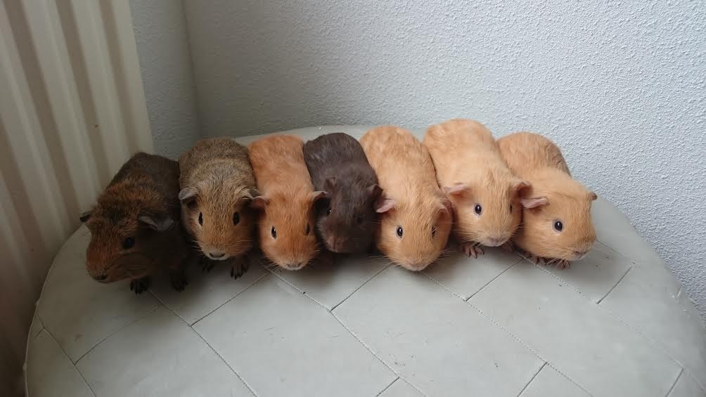 Zeven cavia’s naast elkaar op een bank